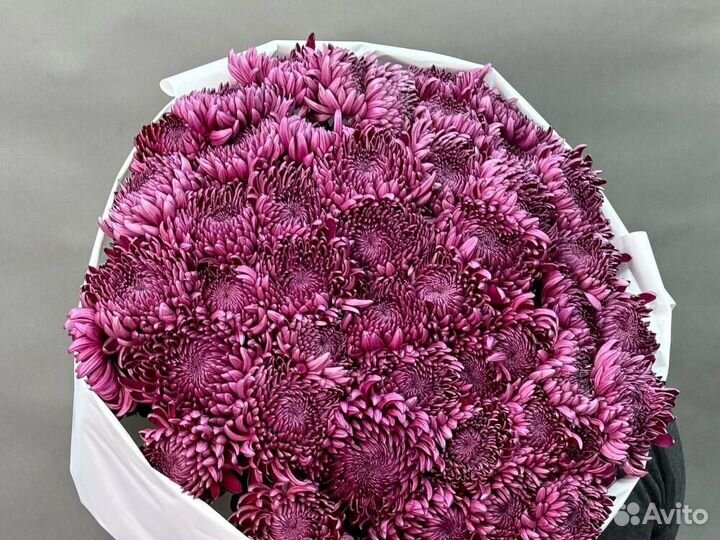 Цветы 11 / 21 / 51 Хризантема