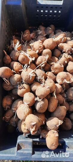 Семенной картофель