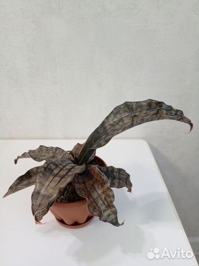 Сансевиерия каньон гранит