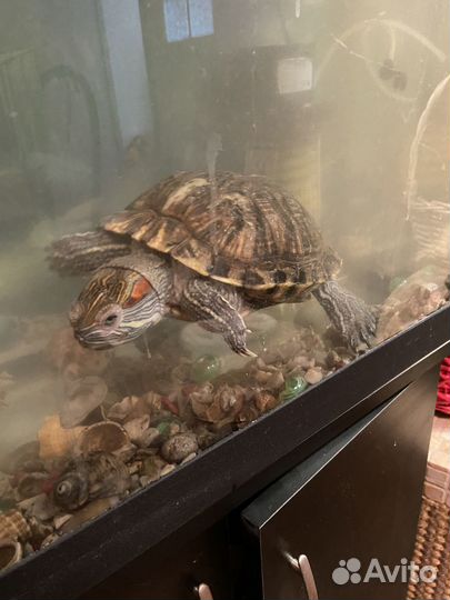 Красноухая черепаха с аквариумом