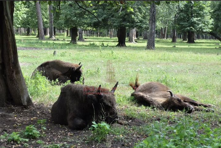 Участок 16 сот. (ИЖС)