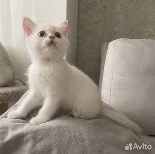 Котик - ns 1133(шиншилла поинт)