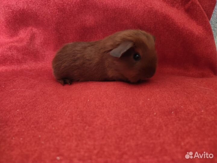 Малыши Селфы морской свинки