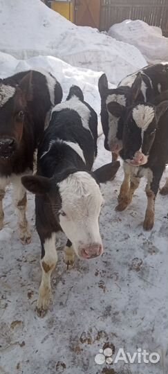 Бычки и быки