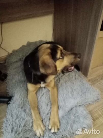 Собака в добрые руки отдам бесплатно