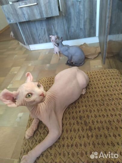 Канадский сфинкс эльф котенок