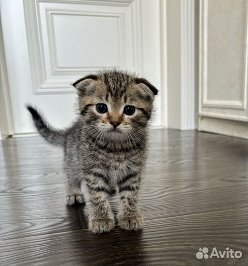 Шотландская