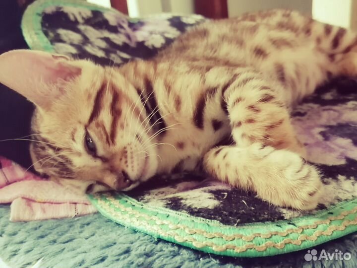 Бенгальский котёнок
