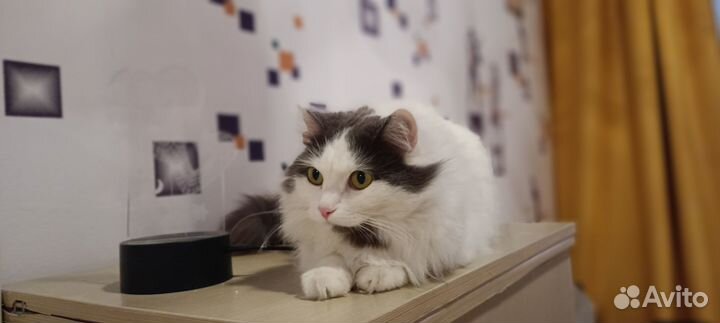 Отдам кошку