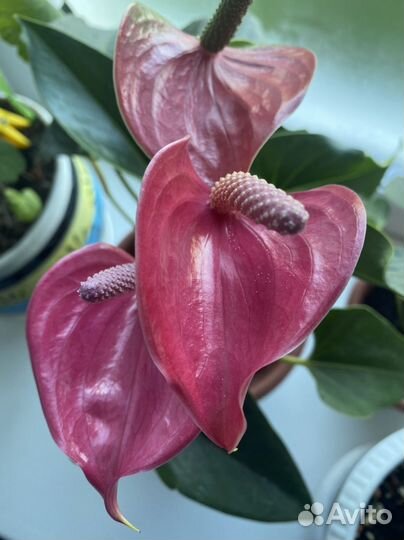 Антуриум беби пурпл