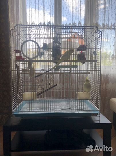 Попугай корелла с большой клеткой