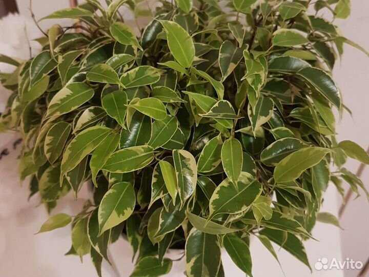 Фикус бенджамина