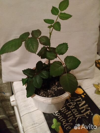 Комнатные цветы