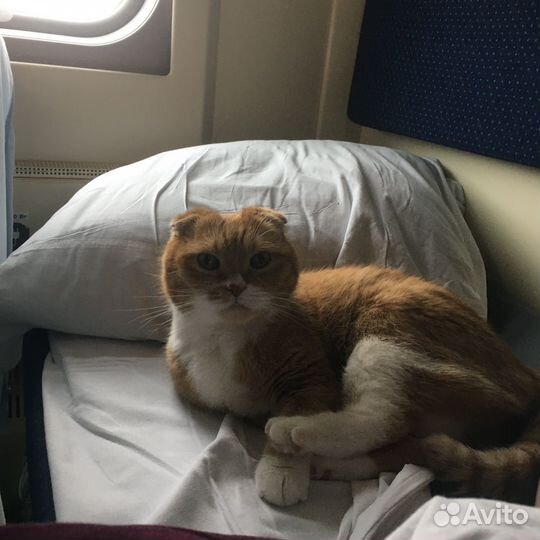 Шотладский вислоухий кот