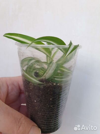 Хлорофитум кудрявый Бонни