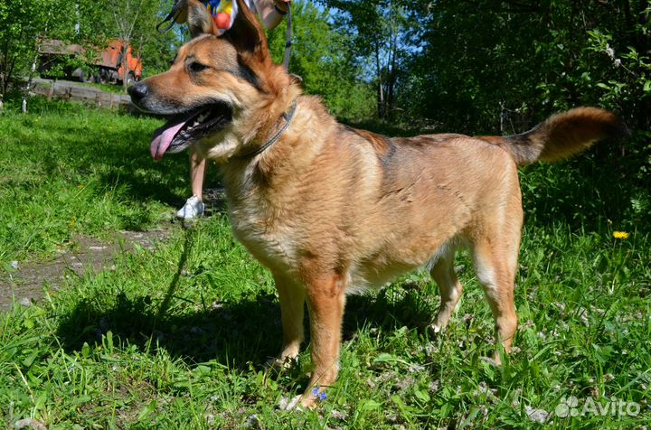 Собака в добрые руки