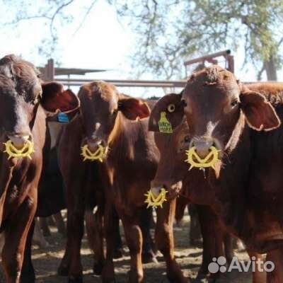 Кольцо от высасывания