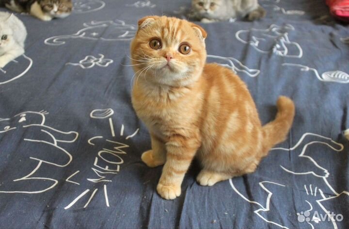 Красные котята