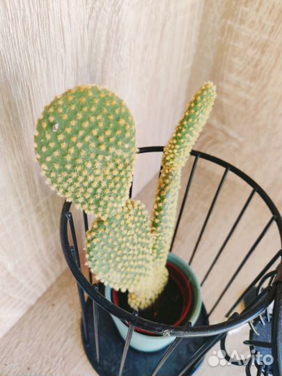 Кактус опунция