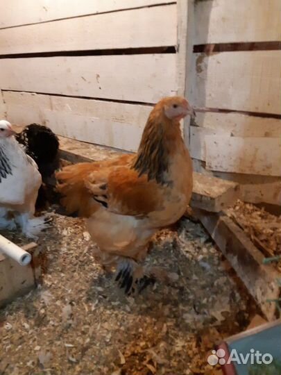 Цыплята Брама палевая