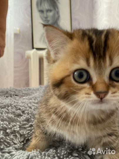 Шотландские котята