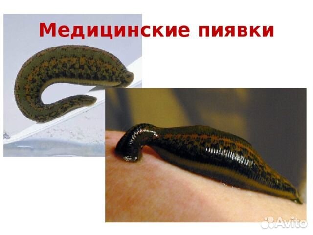Пиявки медицинские купить в Краснодаре | Животные и зоотовары | Авито