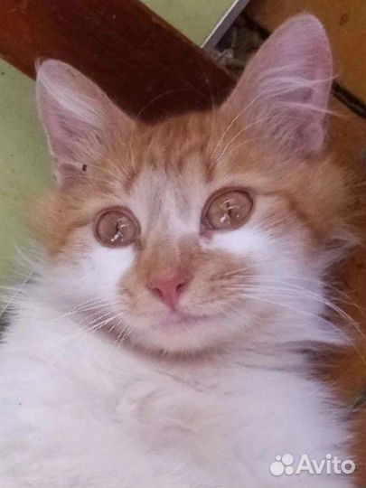 Нужен дом котику кастрирован,год и три мес