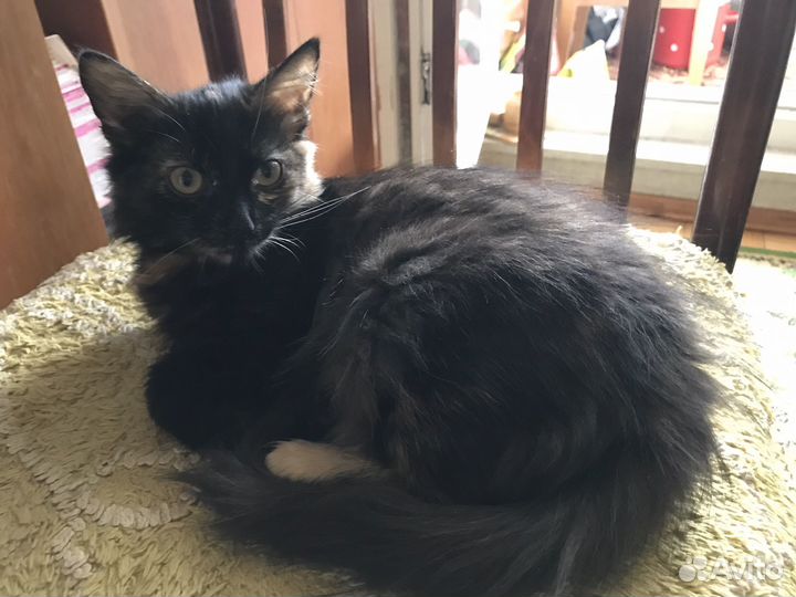 Черный котенок девочка