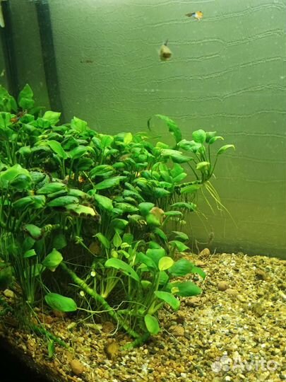 Аквариумные растения