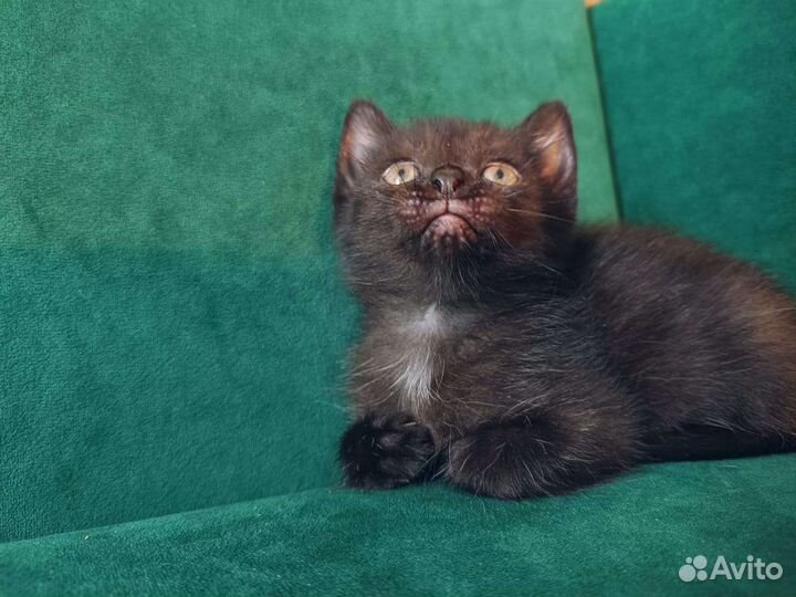 Котята в добрые руки 1 месяц