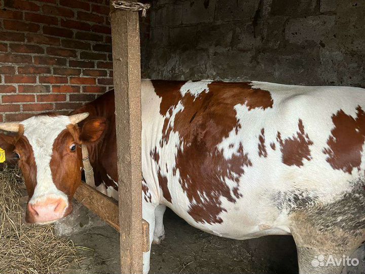 Коровы дойные и телка