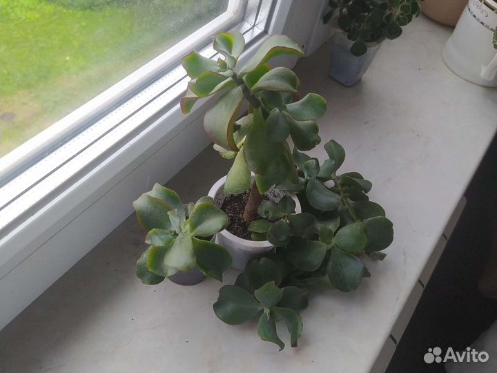 Кактусы и суккуленты