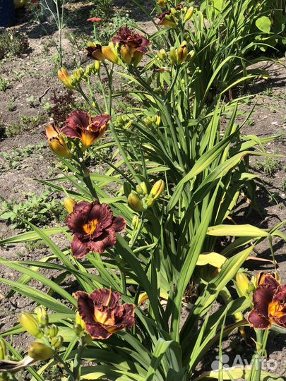 Ирисы сортовые Бургундия
