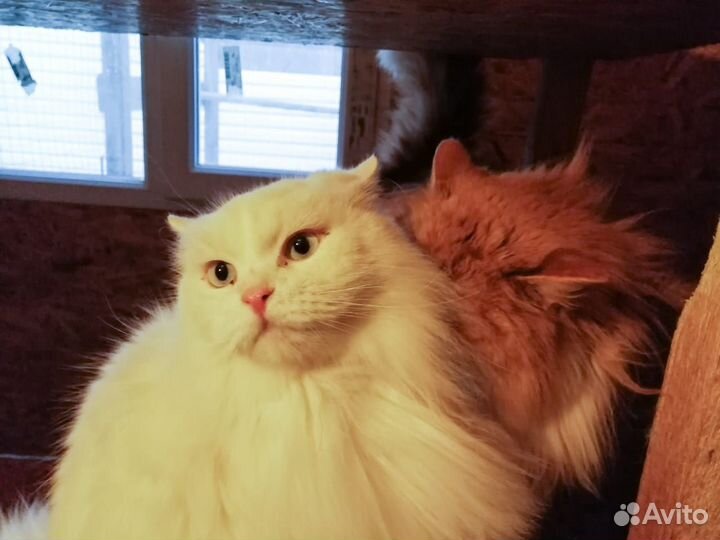 Кот Гоша очень ждет доброе и любящее сердце