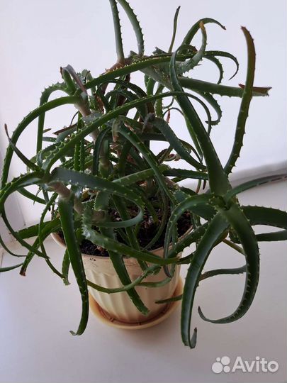 Алоэ лечебный 3 года