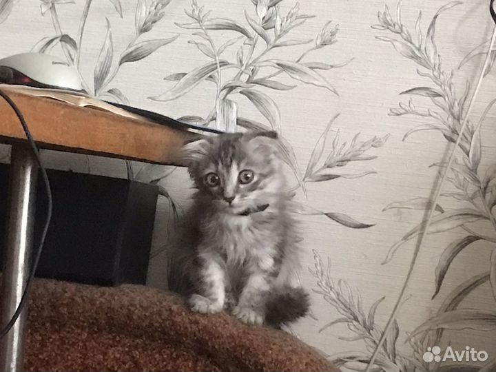 Котята хайленд фолд
