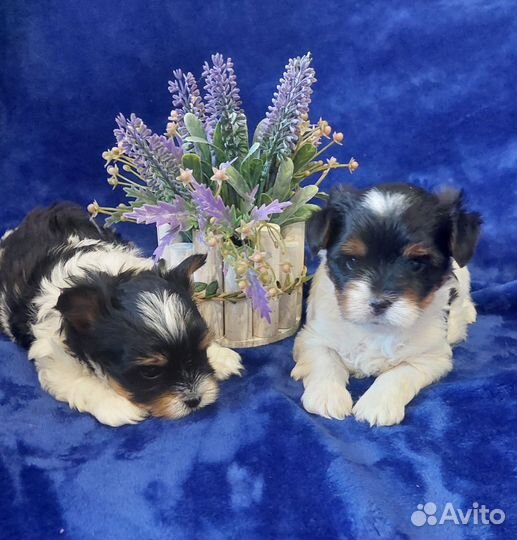 Щенки бивер йорка