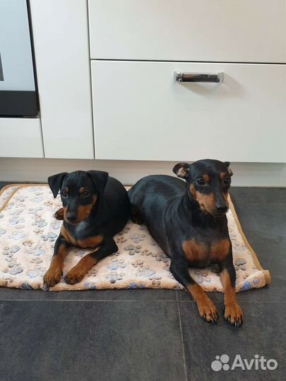 Щенки цвергпинчера