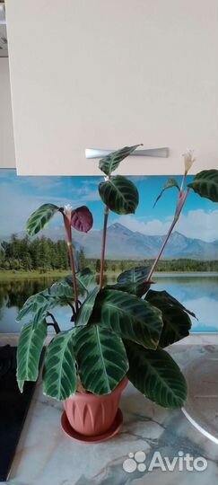 Калатея Варшевича