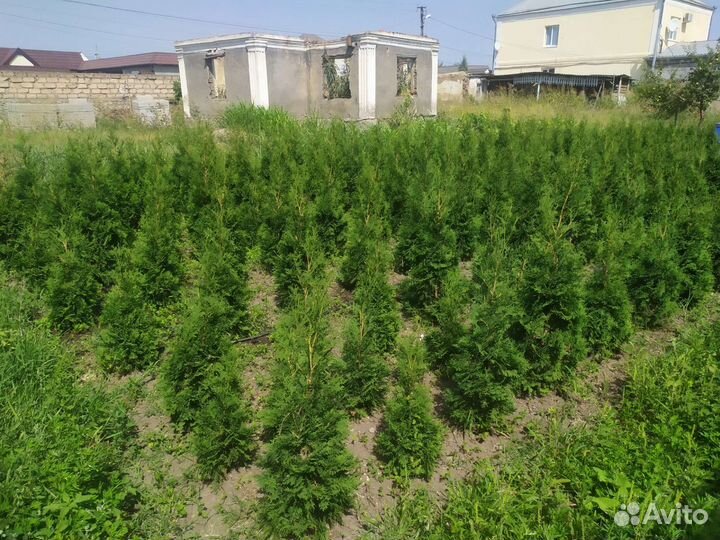 Туи смарагд есть колосовидные ещё