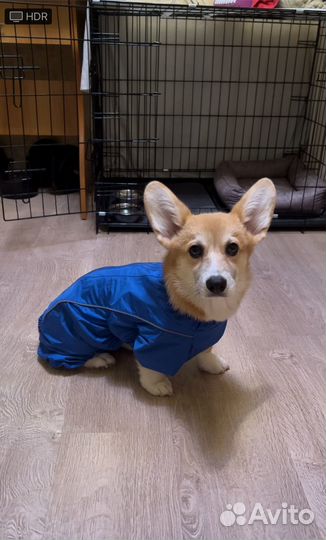 Одежда для собак
