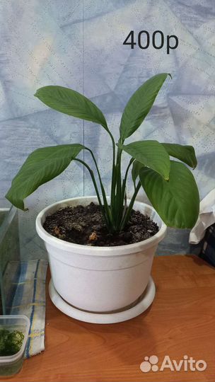 Спатифиллум большой в горшке