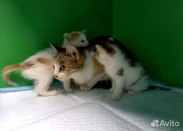 Нужен дом или передержка кошке с котятами
