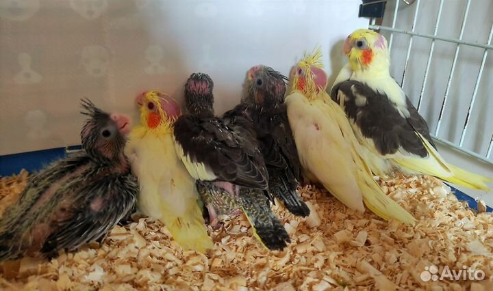 Попугай корелла