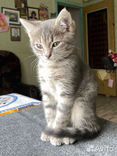 Котёнок Софа