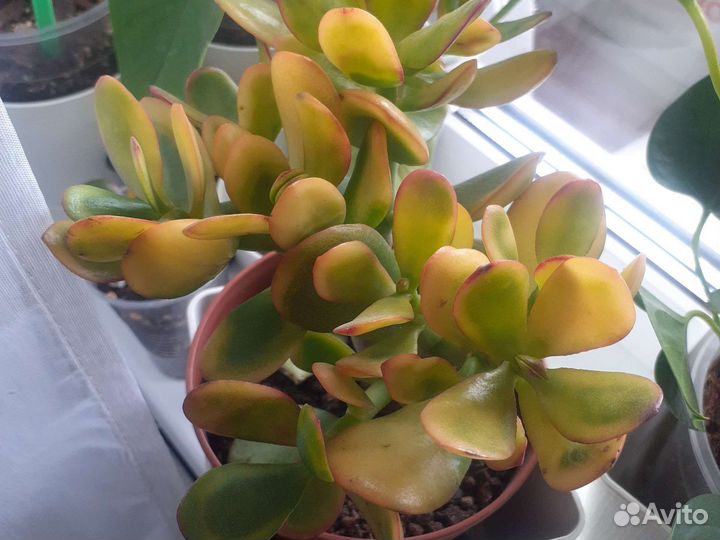 Крассула овата сансет