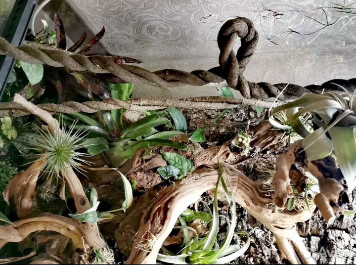 Лиана субтропическая для террариума