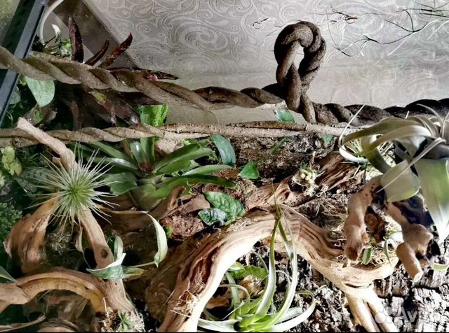 Лиана субтропическая для террариума