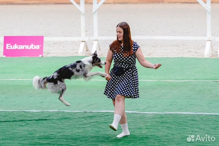 Кинолог, дрессировка собак Comfort Dog