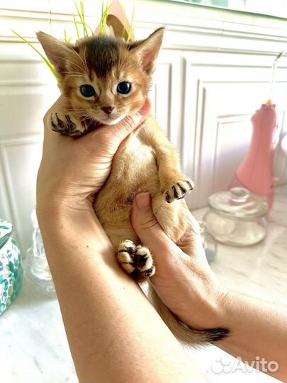 Абиссинские котята соррель дикий